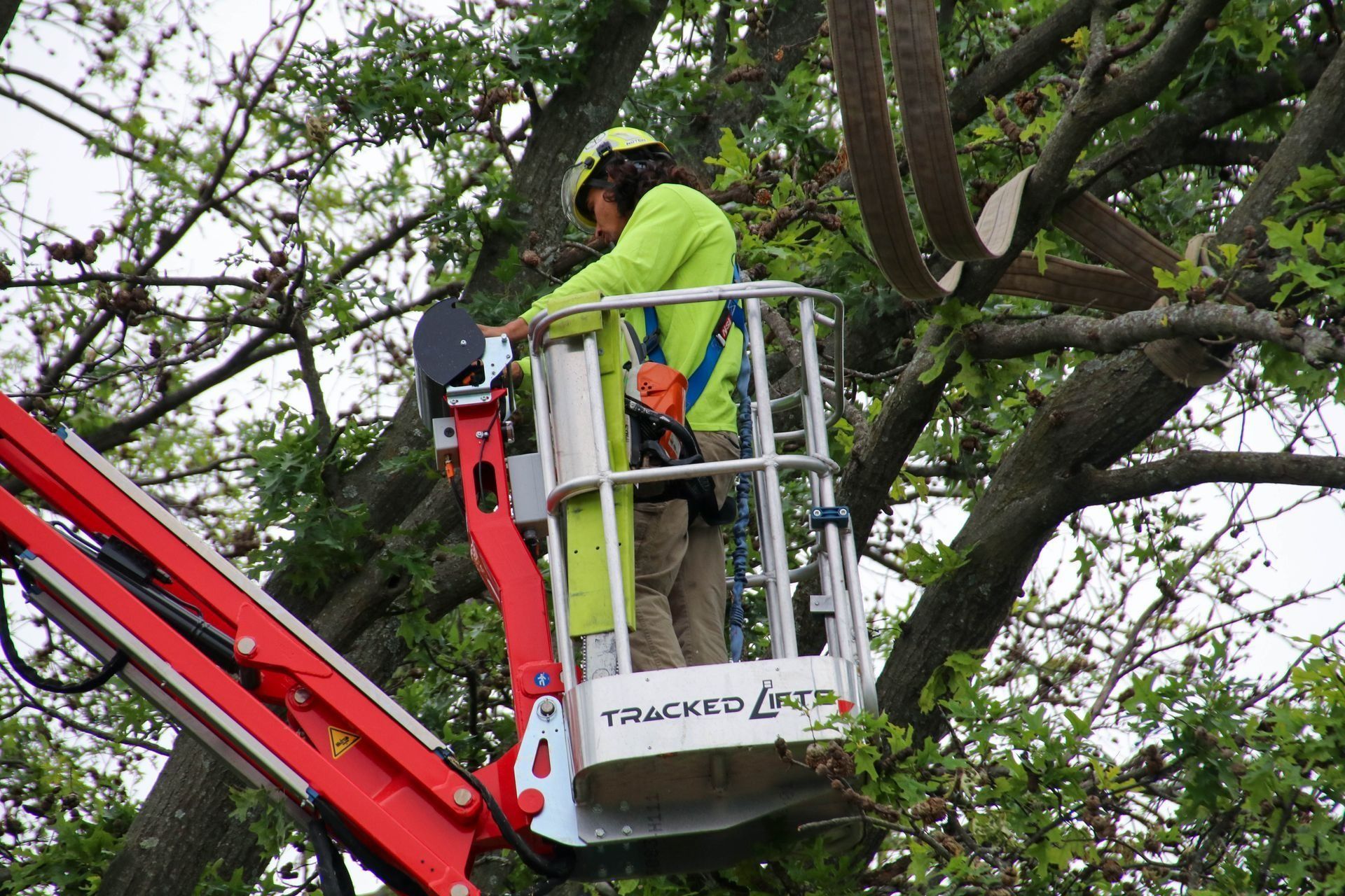 Worker in a lift trimming tree branches, wearing safety gear and a neon green shirt.
