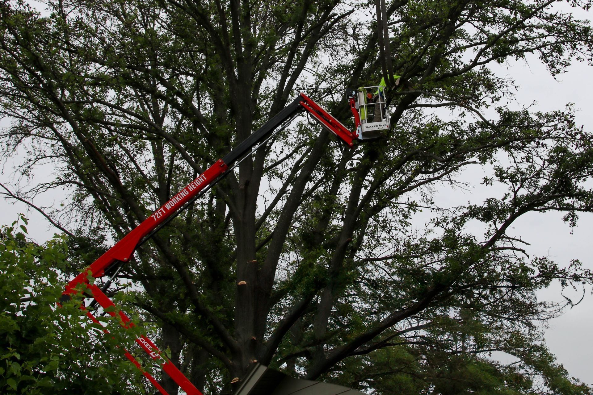 A tree service worker in a lift basket is trimming a large tree; branches and leaves fall.