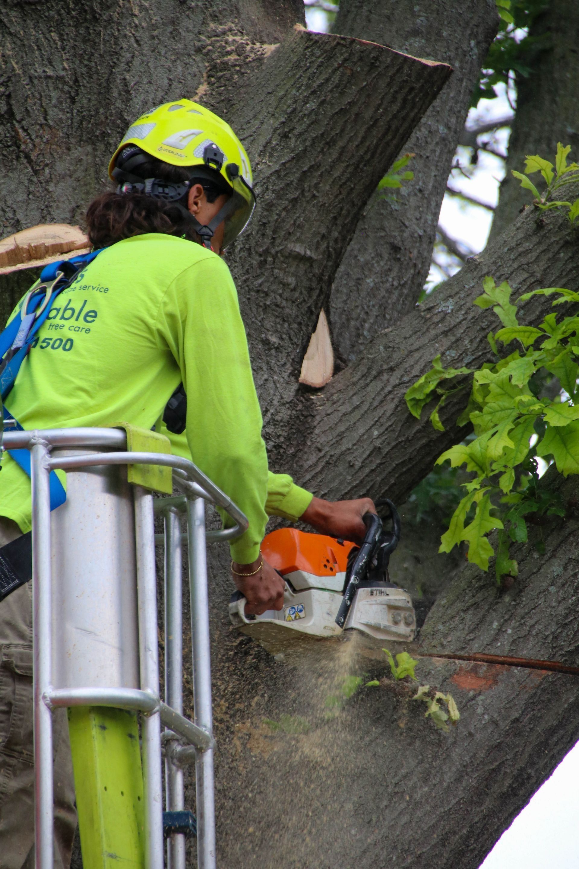 Arborist in safety gear using a chainsaw to trim a tree from a lift.
