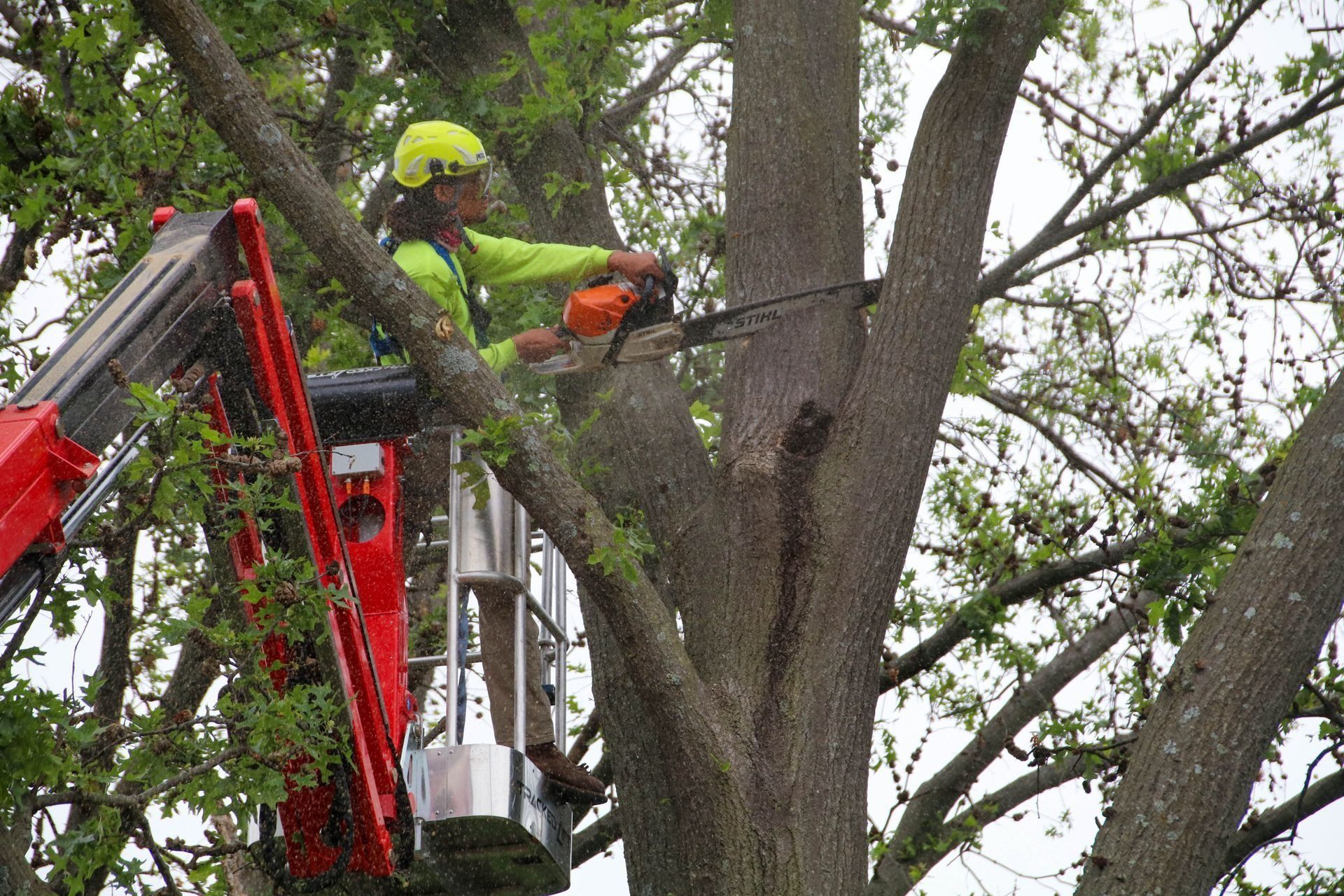 Arborist in lift bucket uses chainsaw to prune tree branches.