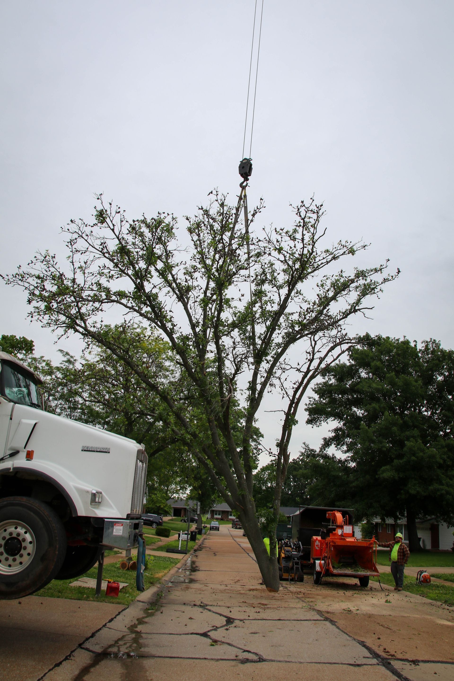 A tree being lifted by a crane on a city street. Truck and wood chipper are present. Workers are in safety vests.