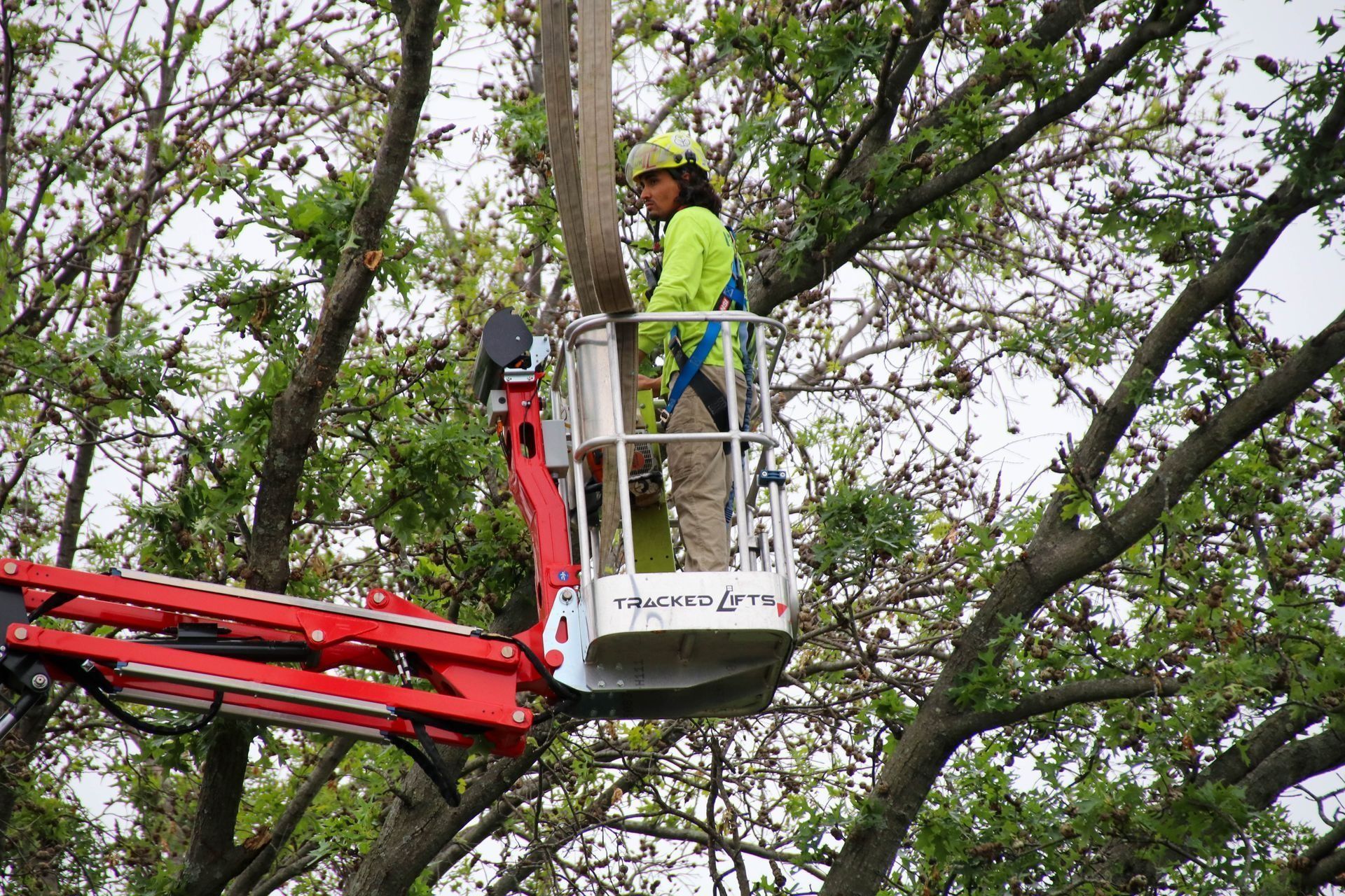Arborist in a lift bucket trimming a tree, wearing a safety harness and high-visibility vest.
