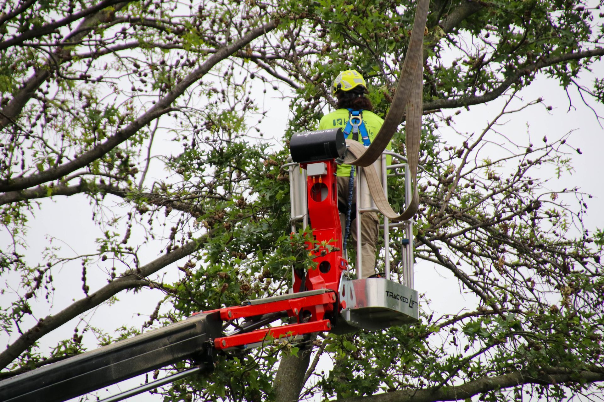 Arborist in bucket lift trimming tree branches with a saw.