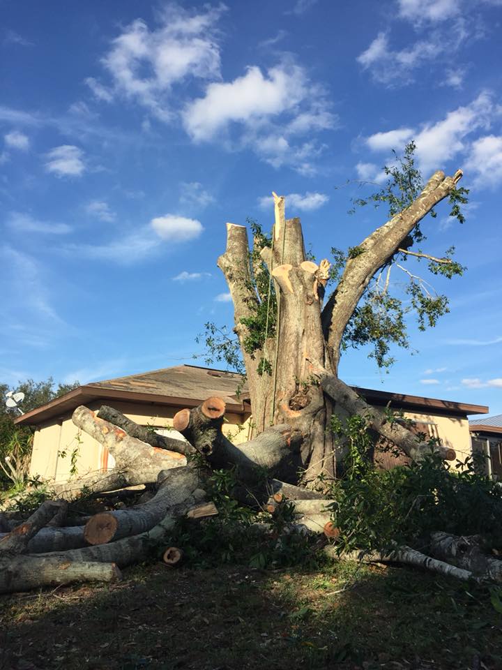 Joe's Trees & Tractor Services Landscaping Lake Placid