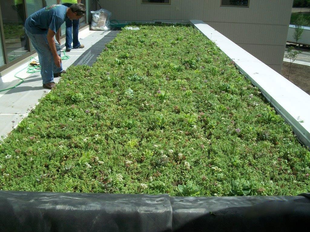 Green roof