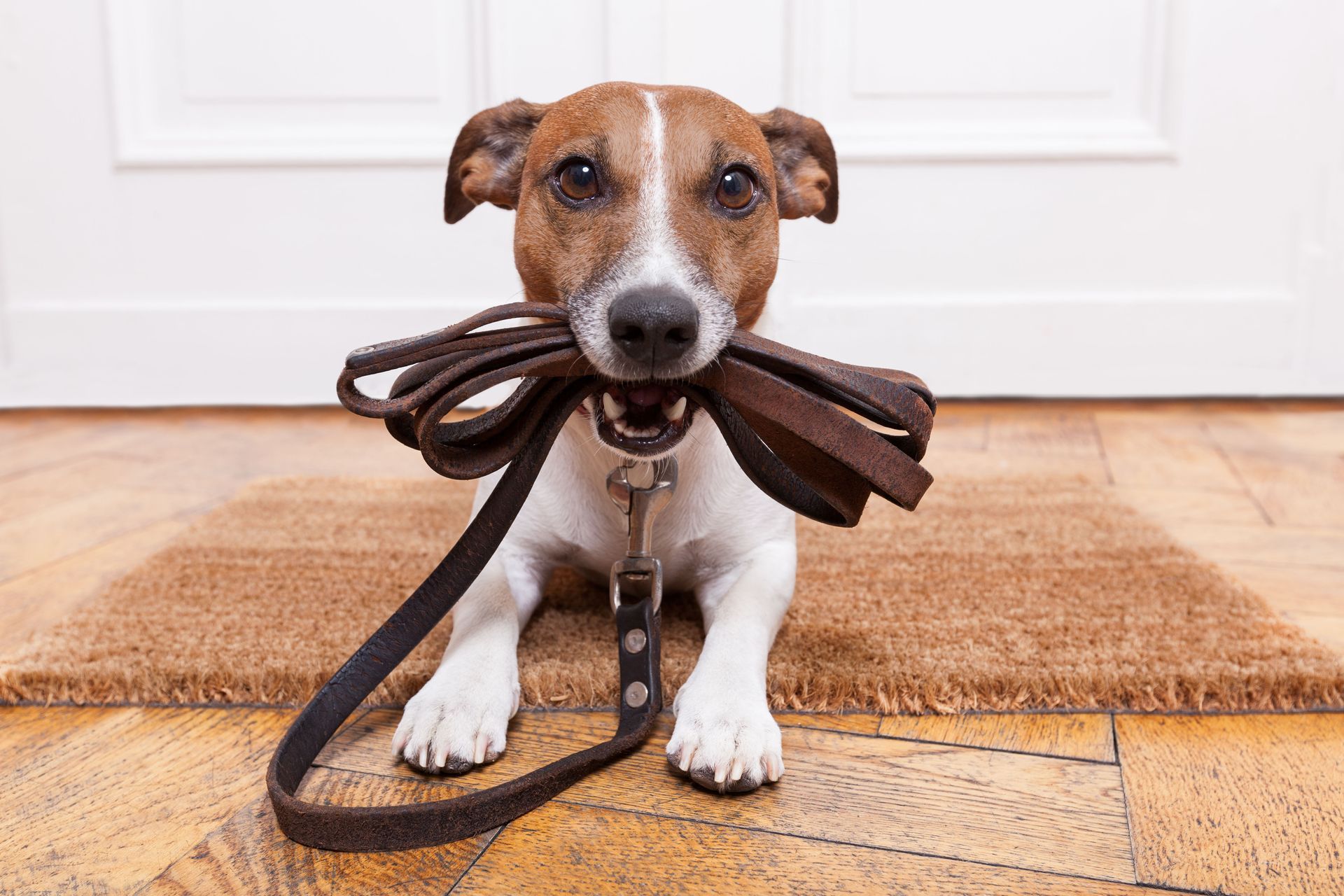 Dog holding a brown leash in its mouth, sitting on a doormat near a white door.