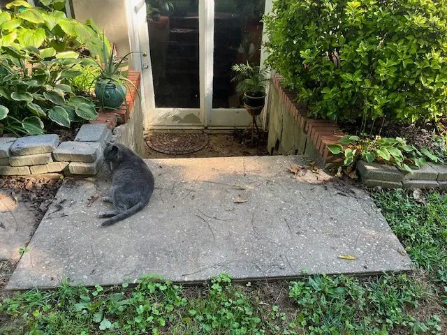 Gray cat resting on a concrete slab in front of a basement door, surrounded by plants.