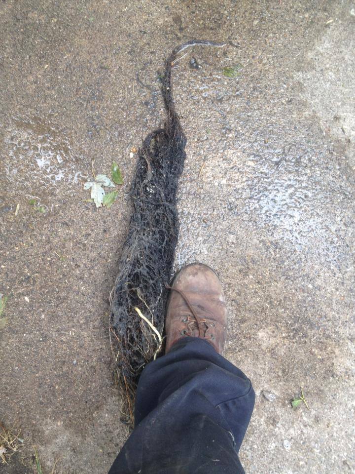 Drain services