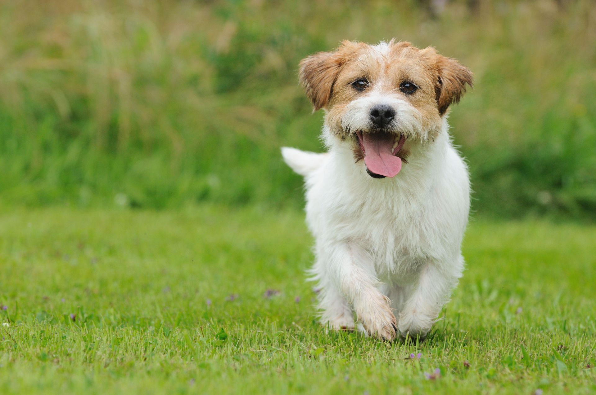 Small white and brown puppy running on green grass with its tongue out