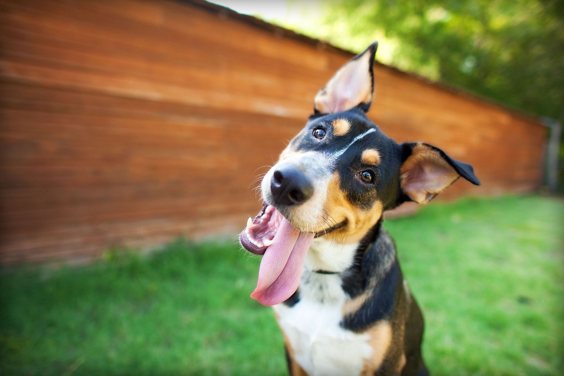 Happy black, white, and tan dog with tongue out in a grassy yard beside a wooden fence