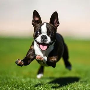 Black and white Boston terrier running on grass with ears up and tongue out