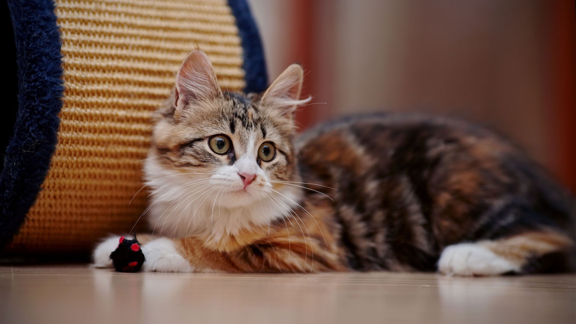 Tabby cat sitting in an open pet carrier, looking at the camera.