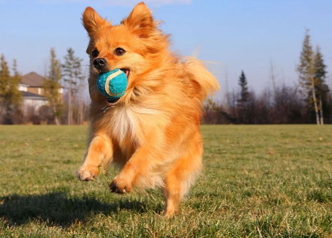 Happy tan-and-white corgi sitting in green grass with tongue out