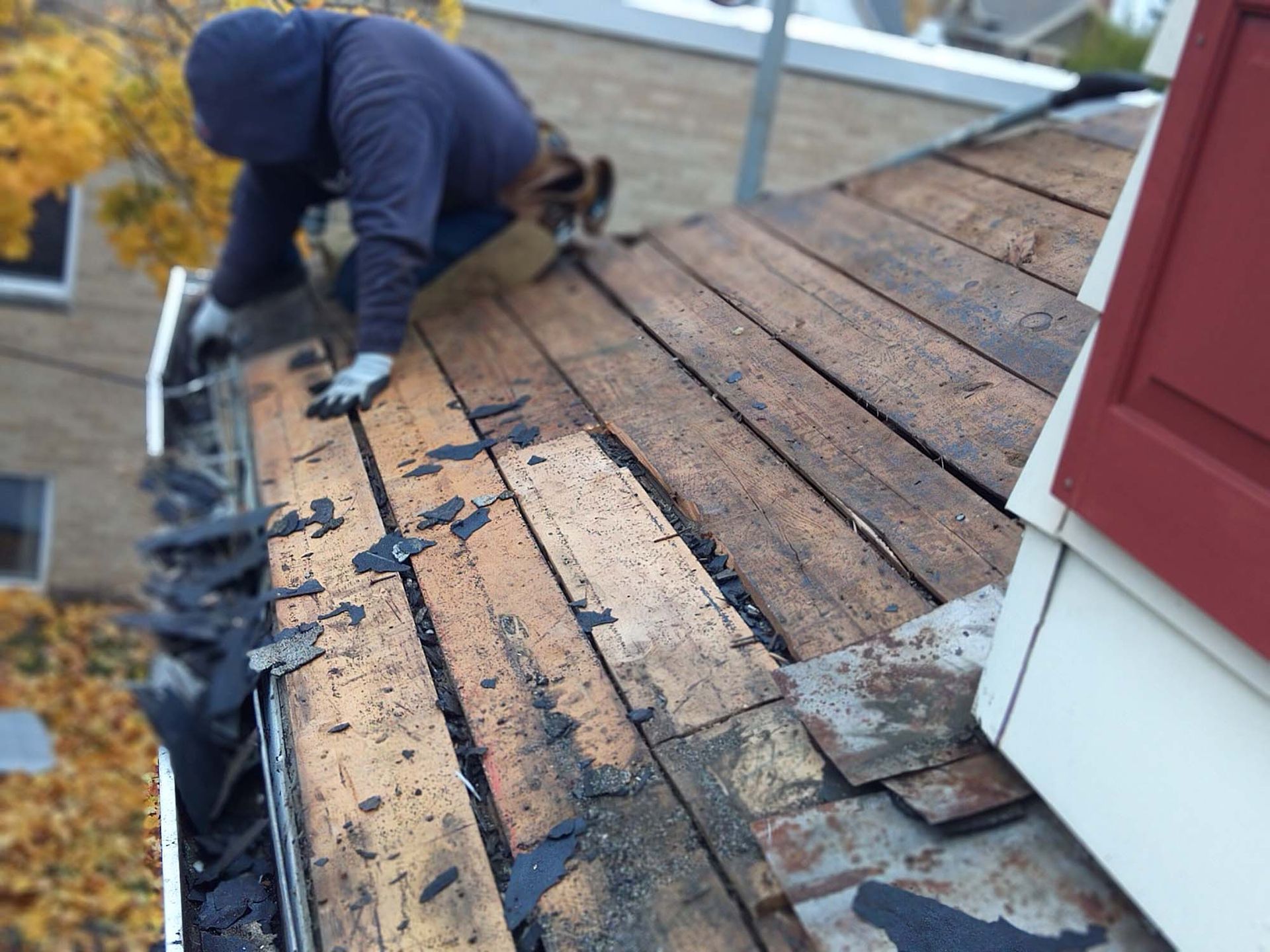 Roofer in blue hoodie removing shingles from a weathered wooden roof edge. Fall foliage in background.