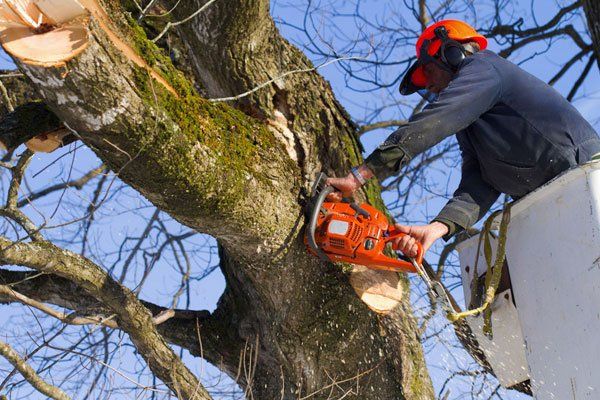 Cleanup of Damaged Trees