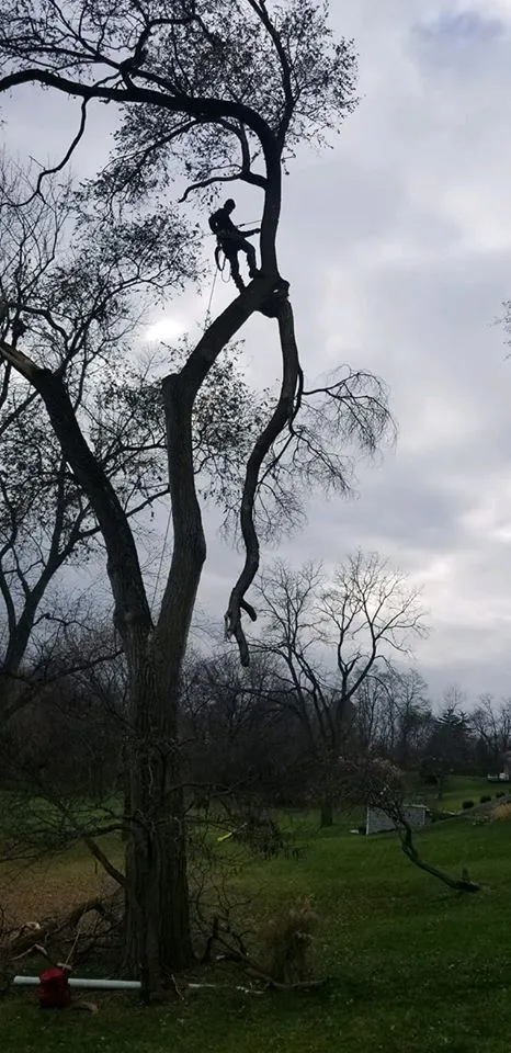 Person climbing a tall tree in a grassy yard with bare branches and overcast sky