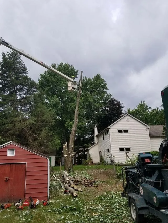 Storm-damaged yard with fallen tree, red shed, white house, and utility truck under cloudy sky
