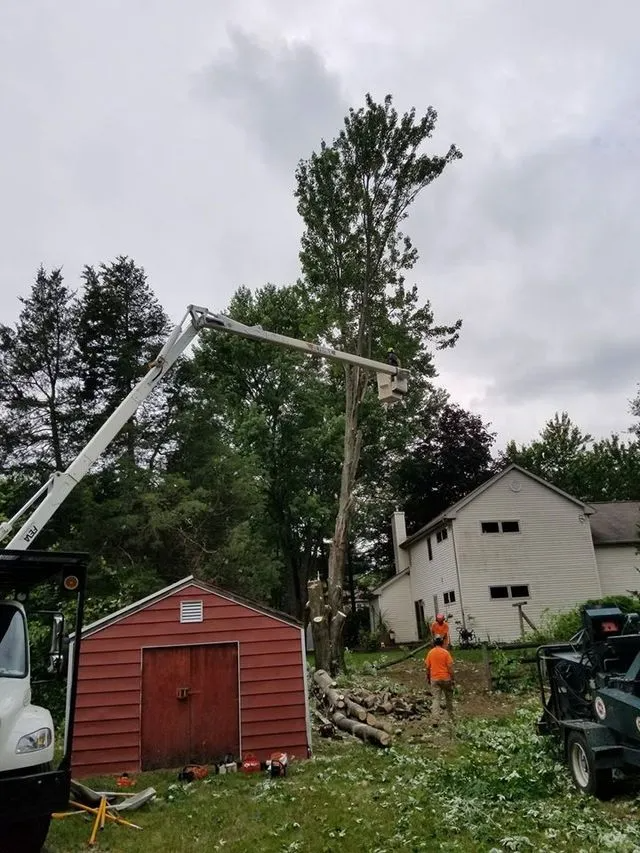 Worker and crane removing a tall tree beside a red shed and white house after a storm
