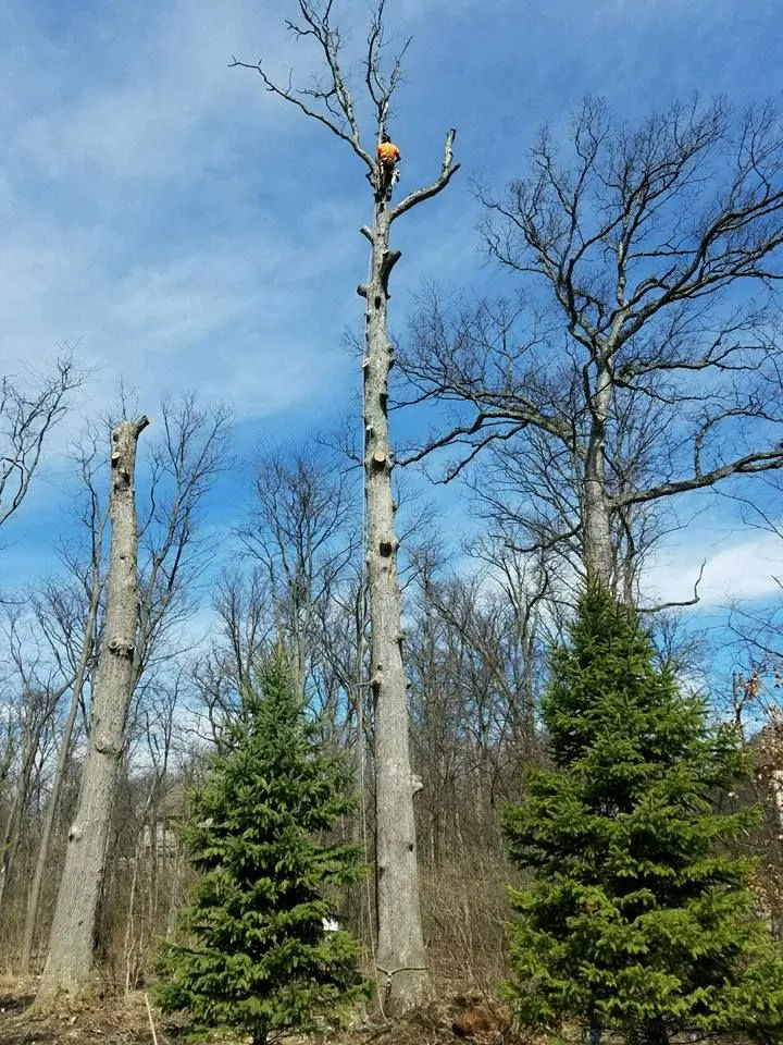 Sidonian Tree Service gallery 7