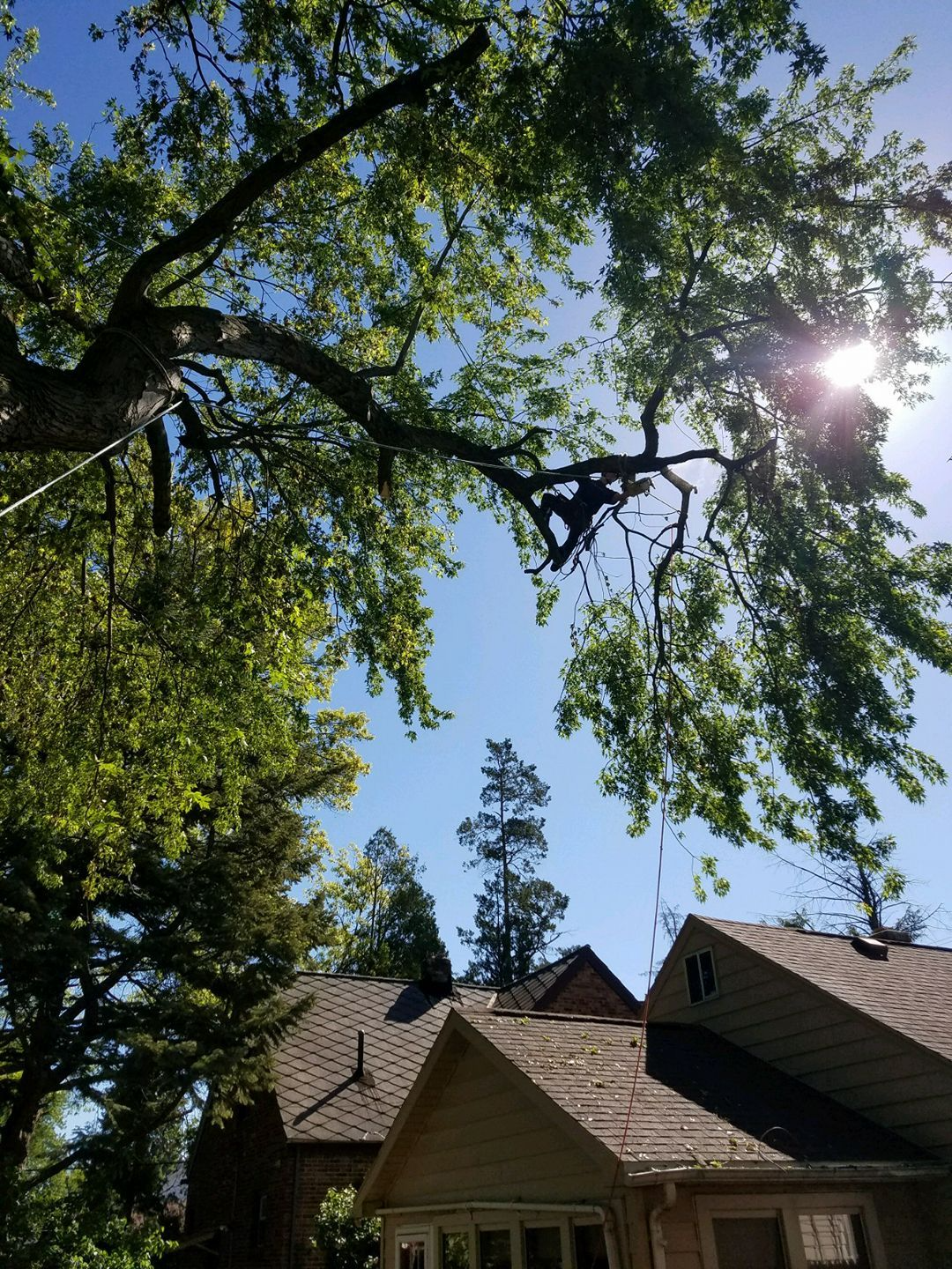 Sidonian Tree Service gallery 6
