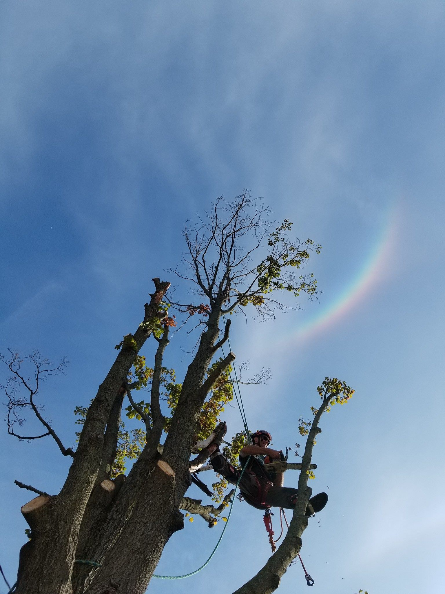 Sidonian Tree Service gallery 3