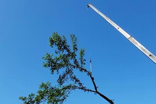 Blue sky with a tree branch and a white crane arm reaching in from the top right