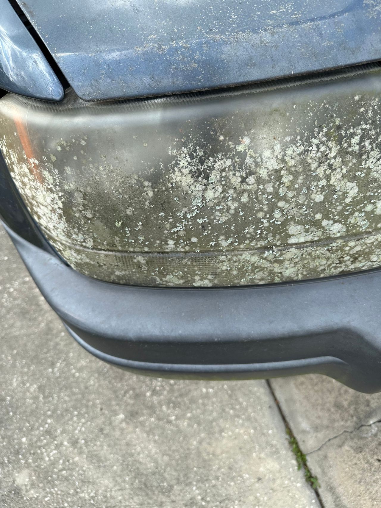 A close up of a car 's bumper with a lot of mold on it