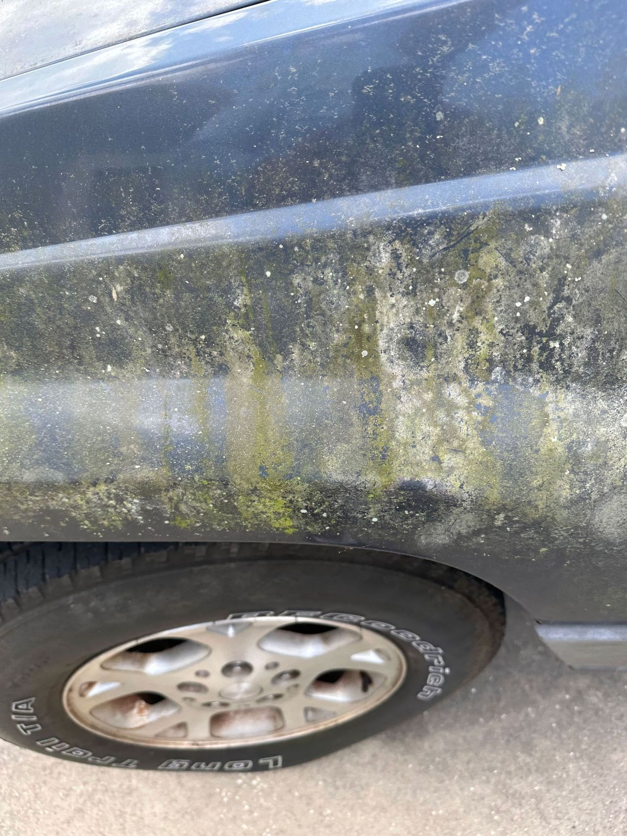 A close up of a dirty car with green algae on the side.