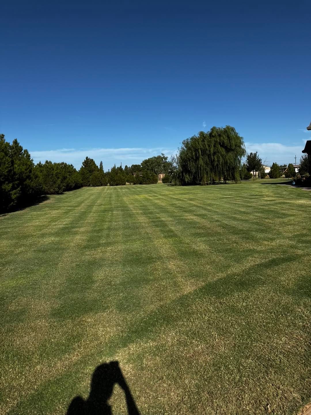 Lawn cut in stripes under a bright blue sky, with trees and a shadow of a person taking the photo.