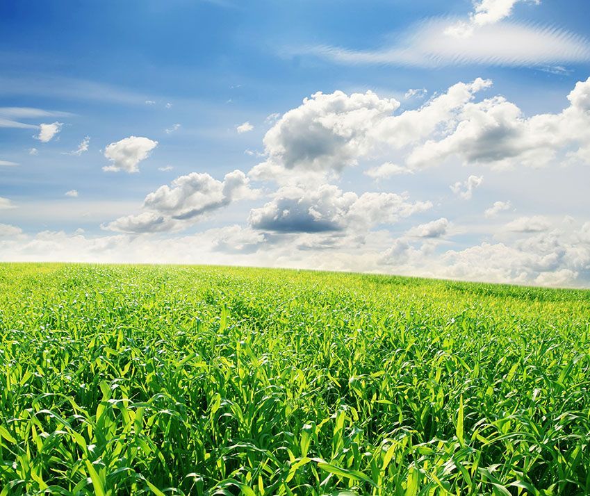 A field of green grass against a blue sky with clouds