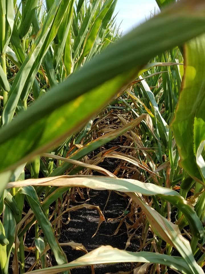A close up of a corn field with a lot of leaves