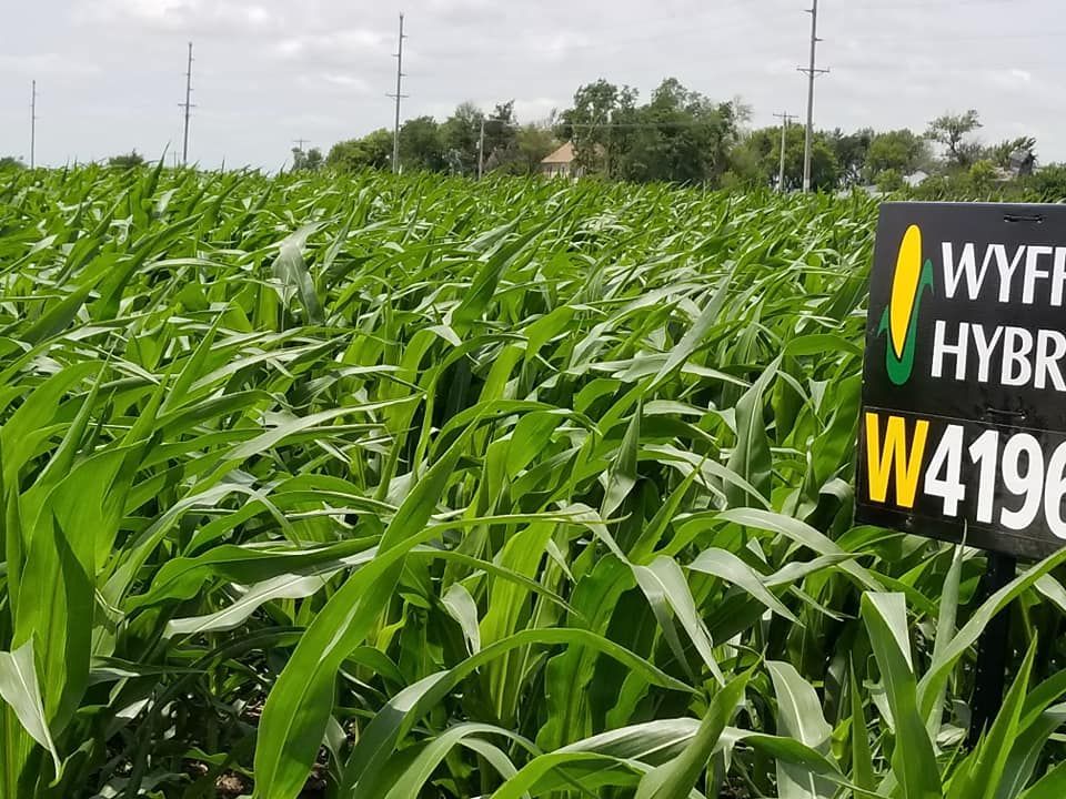 A field of corn with a sign that says wyff hybr w4196