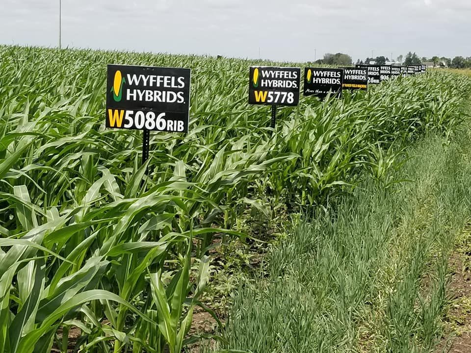 A field of corn plants with signs in the middle of it.