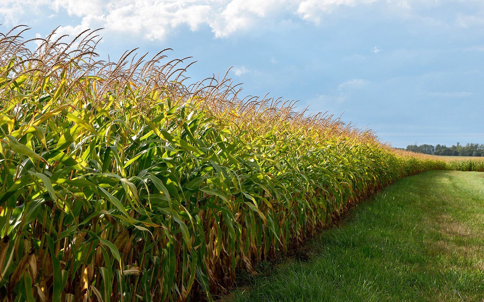 Crop remediation