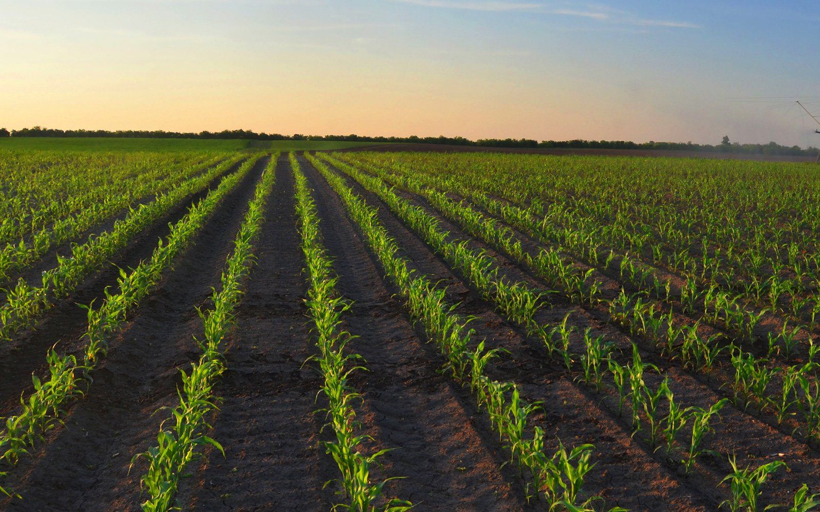 Manure liquification