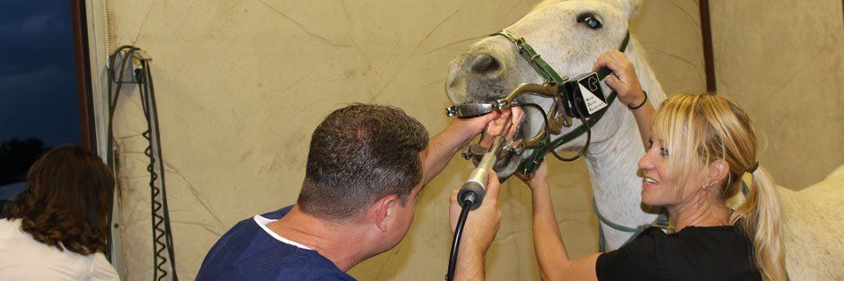 Man checking horse teeth
