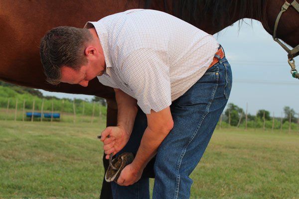 Man checking horse shoe