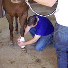 Man putting bandage on horse feet
