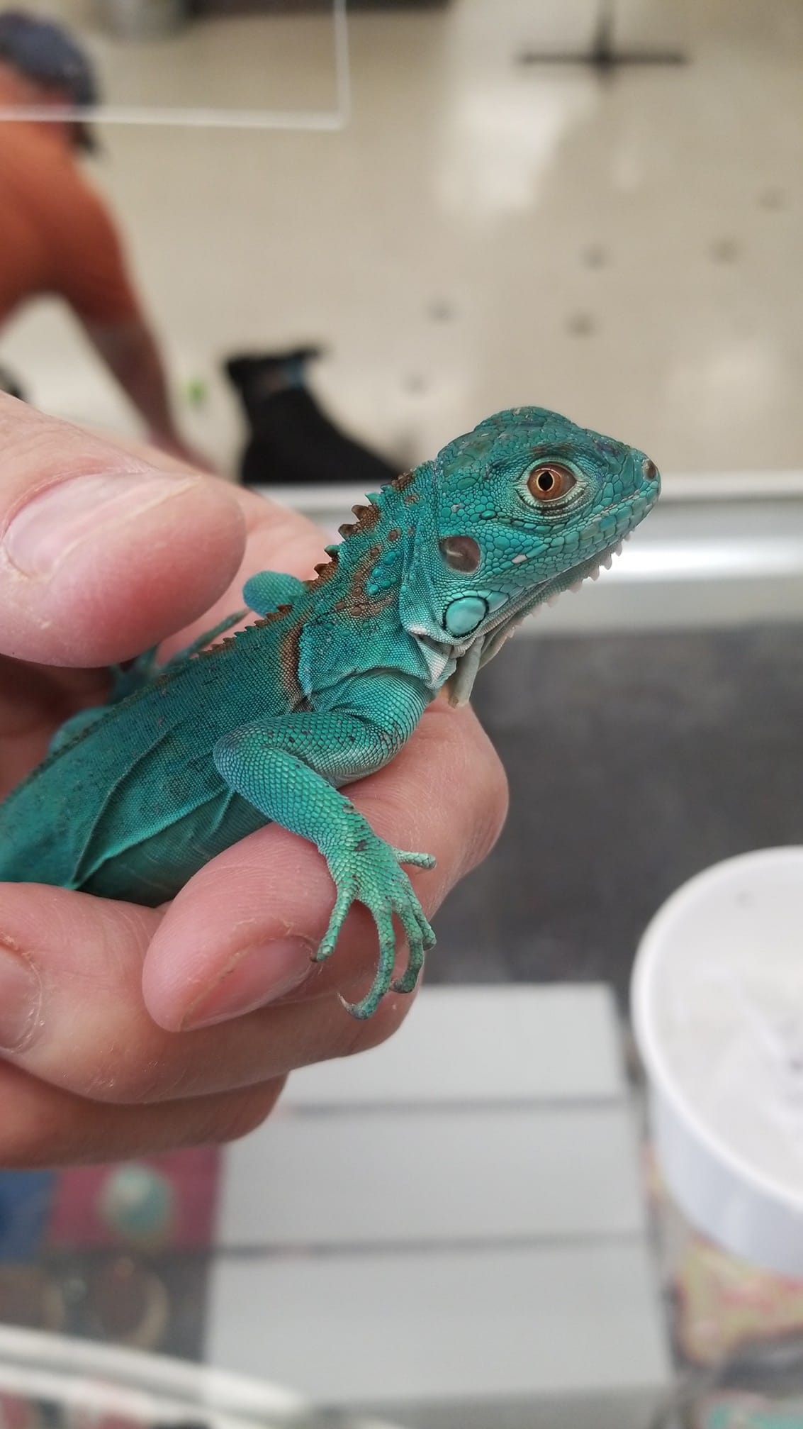 Blue iguana