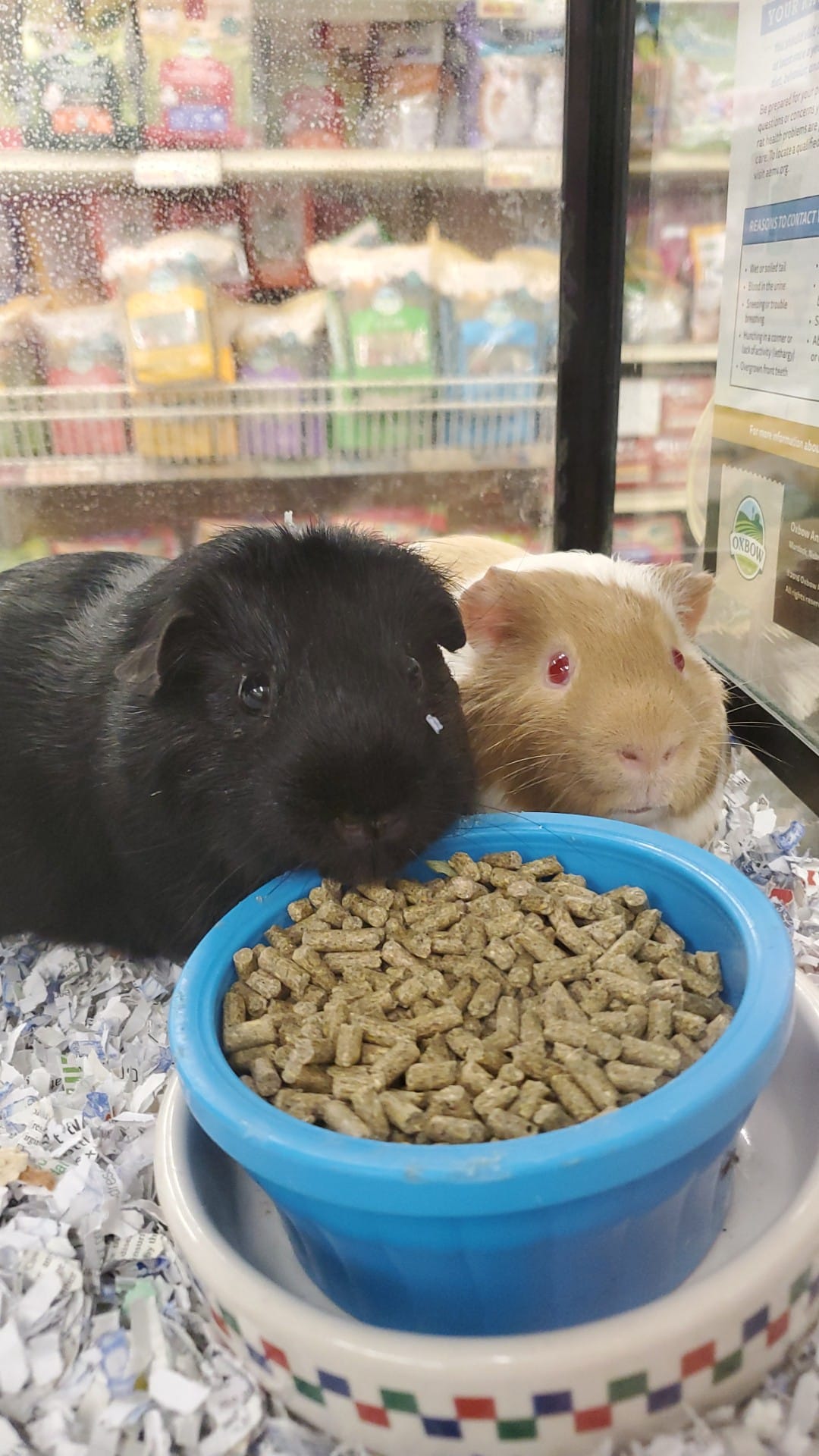 Guinea pigs