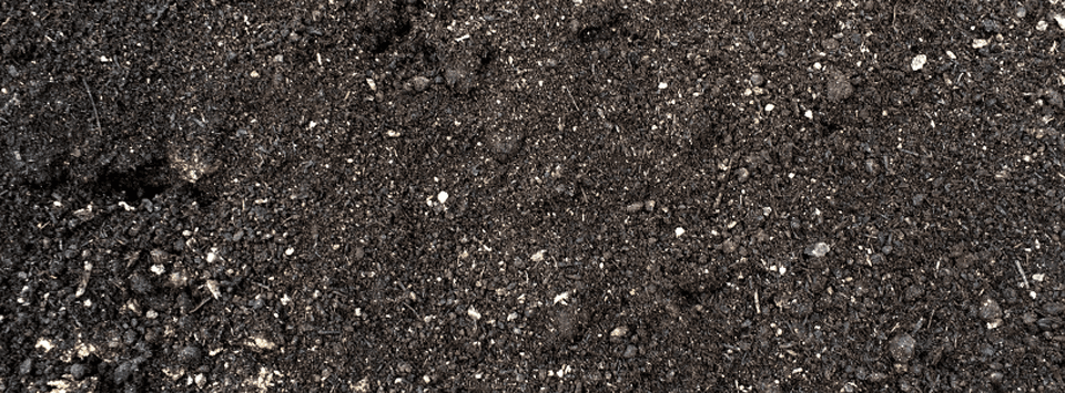 Closeup of mushroom soil