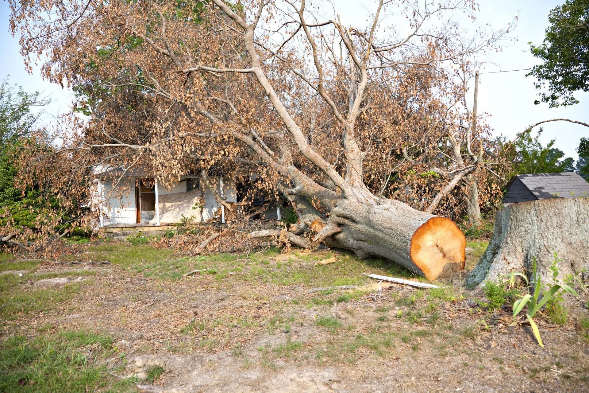 A large tree stump is laying in front of a house.