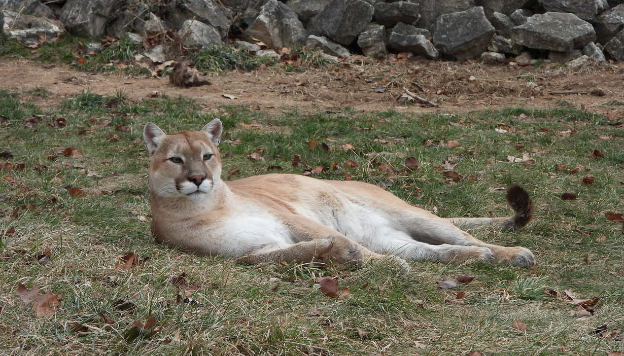 Cougar resting on grass with a stone wall background.