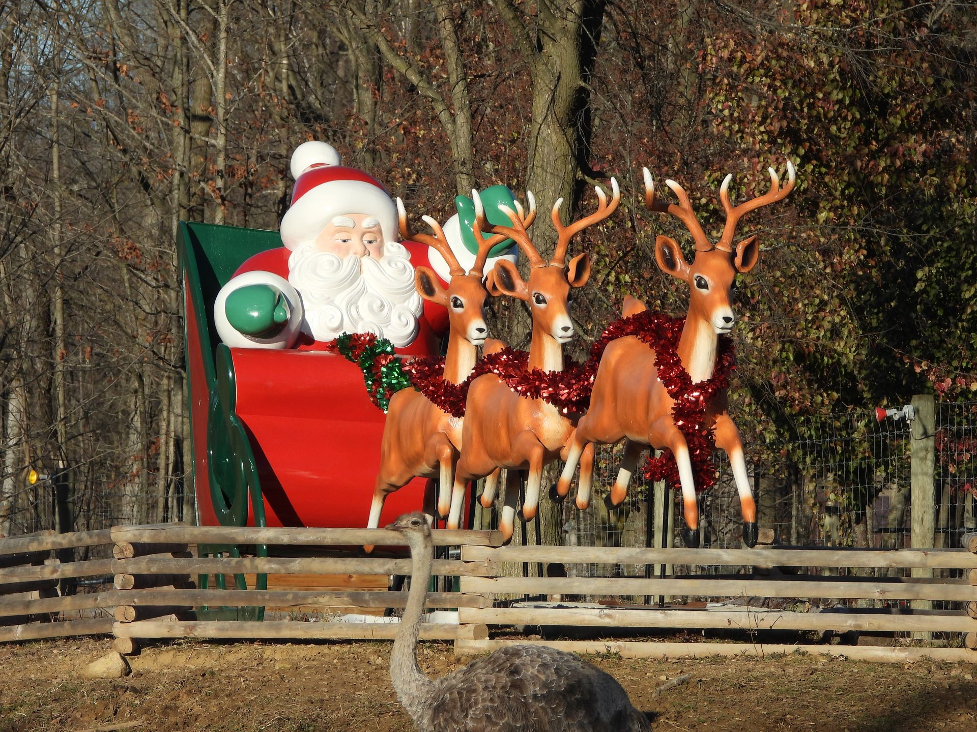 Santa in red sleigh led by reindeer with tinsel, on a wooden fence, with an ostrich in the foreground.