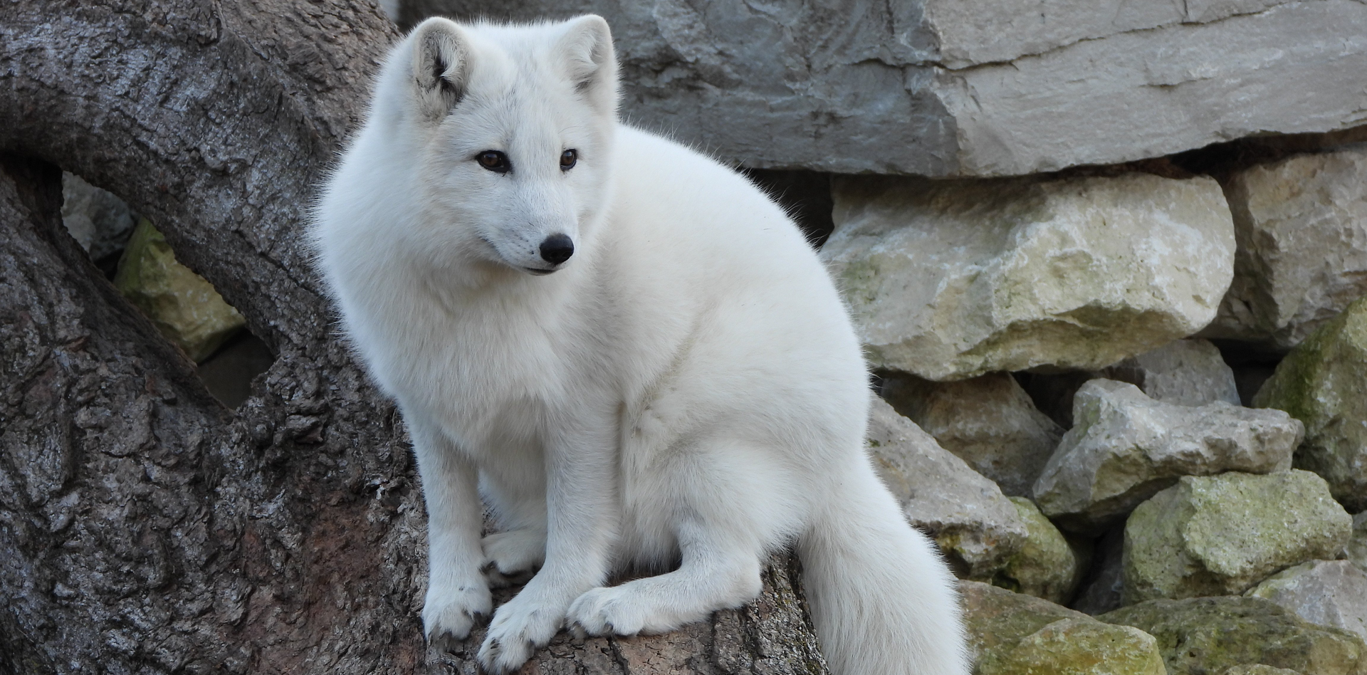White arctic fox sits on a textured, light brown log with stone background, looking alert.