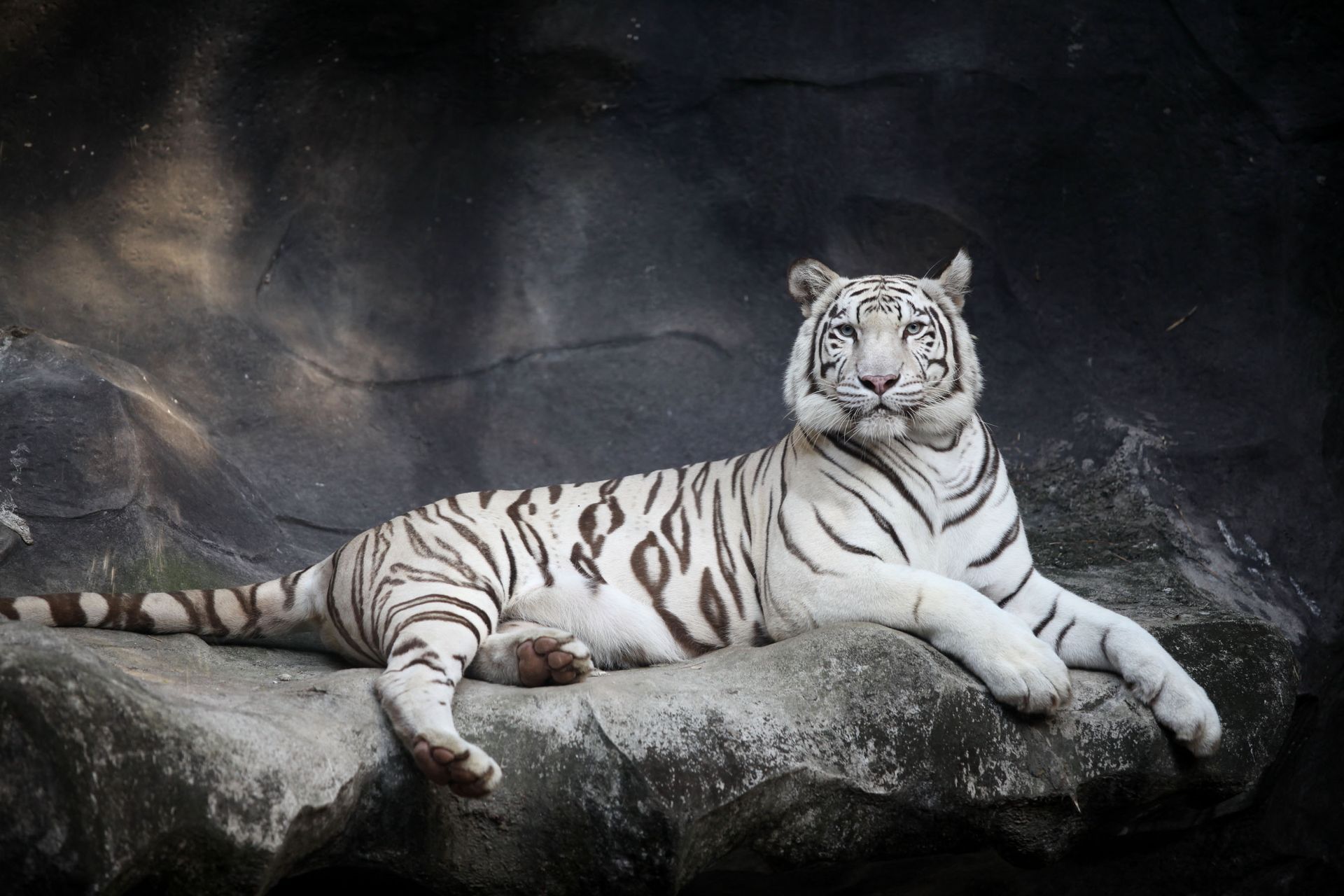 White tiger with black stripes resting on a gray rock, set against a dark backdrop.