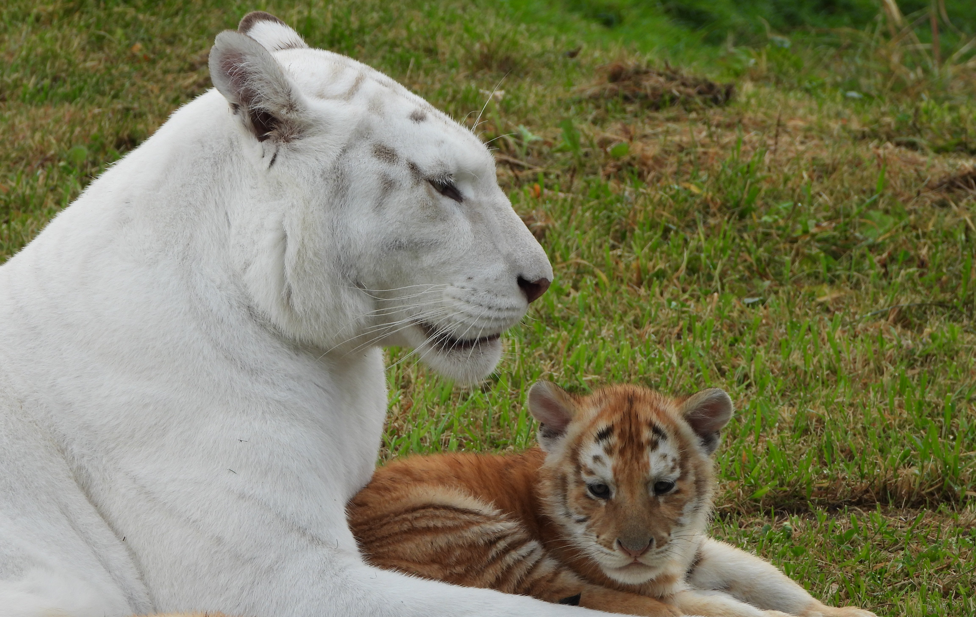 White tiger rests with a small, orange cub on green grass.