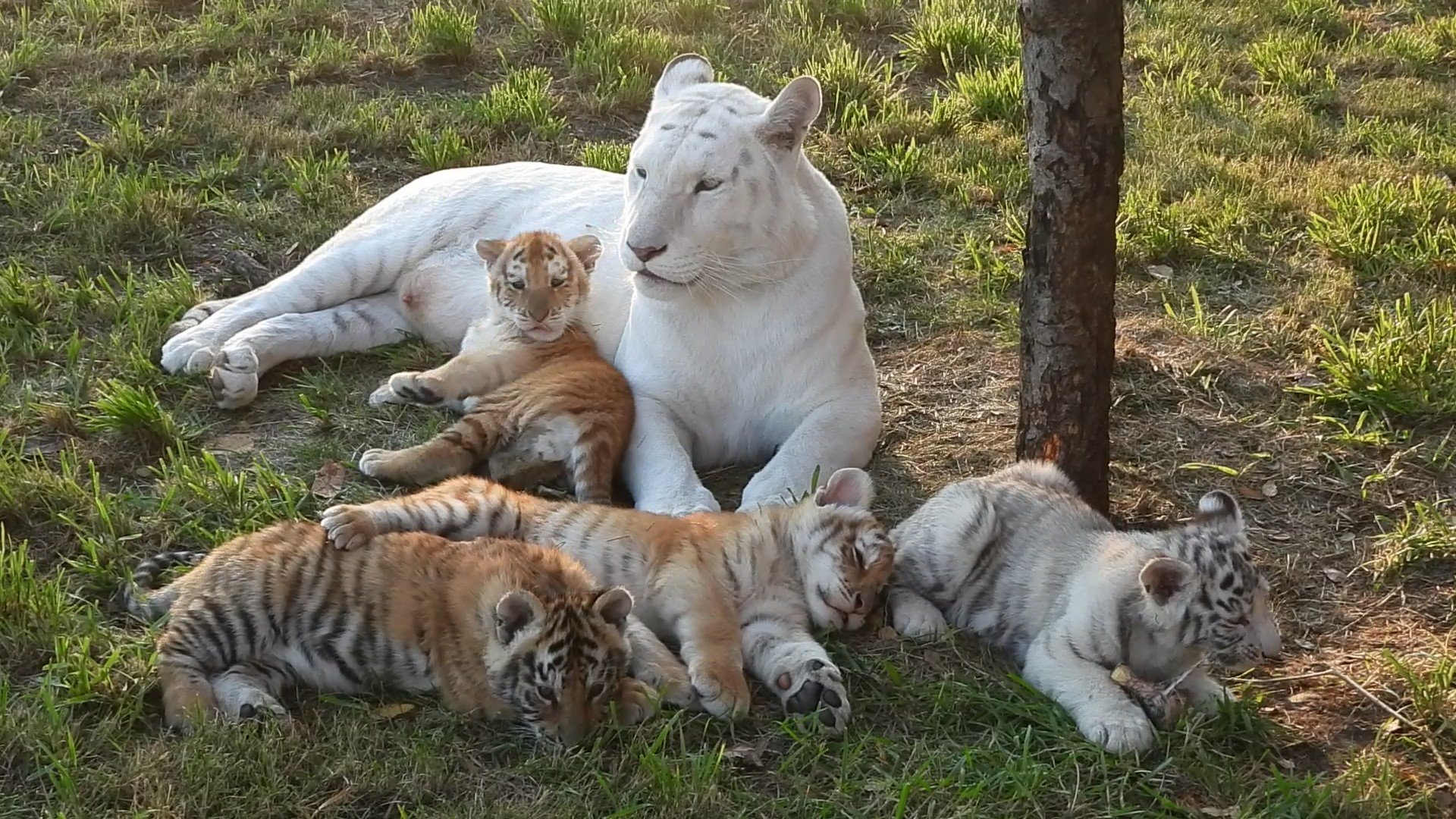 White tiger rests with four cubs on green grass.