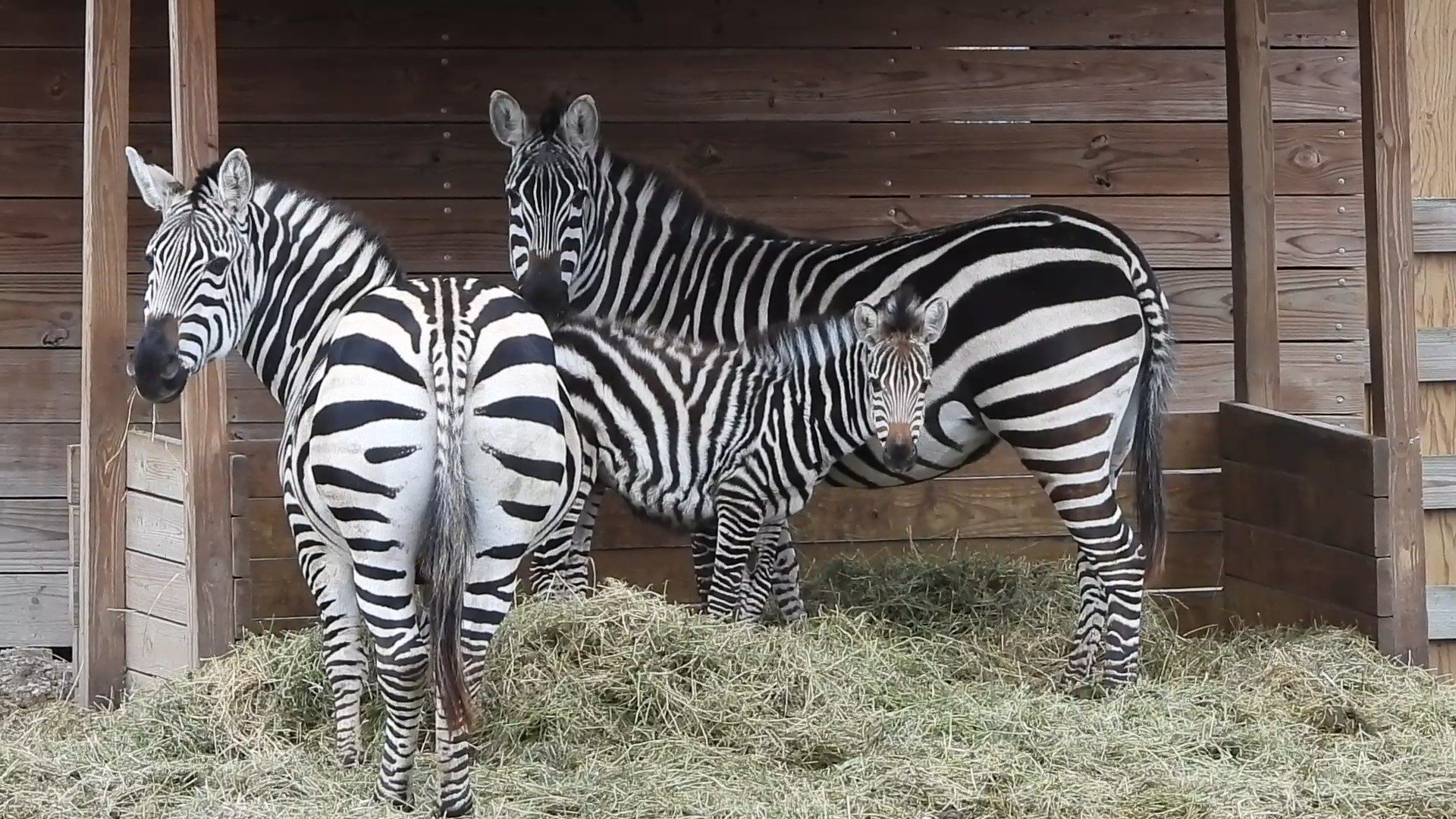 Three zebras with black and white stripes stand in a wooden enclosure, one foal, eating hay.