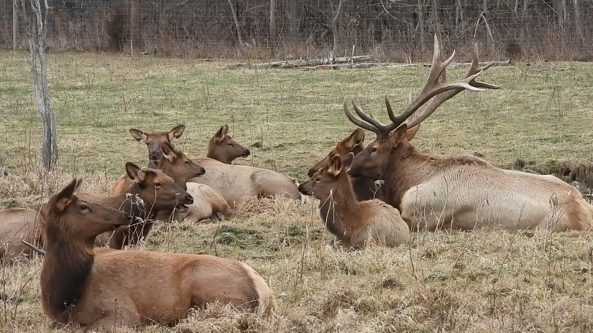 Herd of elk resting in a grassy field; a large male with antlers is in the group.